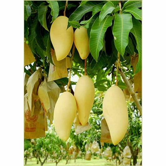 Thailand White Mango Aam Grafted Healthy Fruit Plant