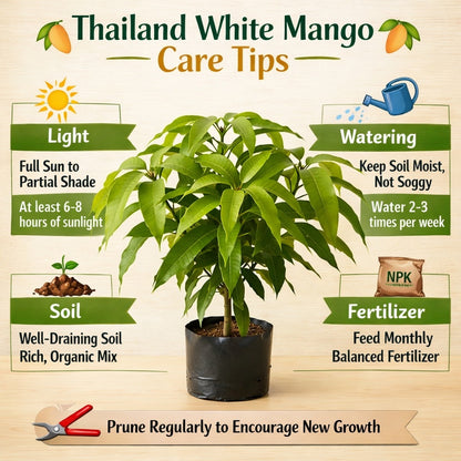 Thailand White Mango Aam Grafted Healthy Fruit Plant