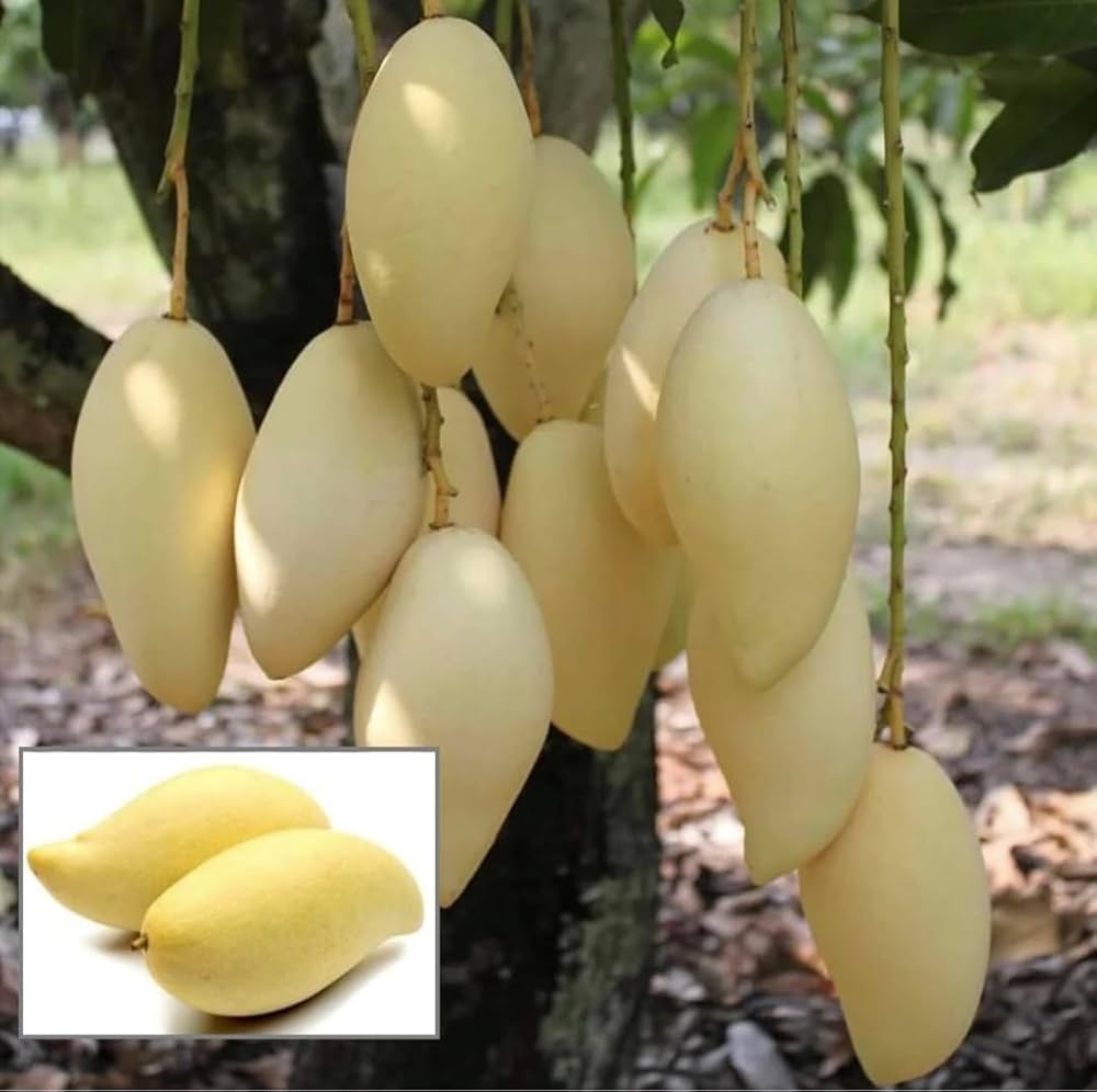 Thailand White Mango Aam Grafted Healthy Fruit Plant