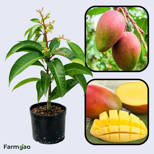 Tolbert Mango Aam Grafted Healthy Fruit Plant
