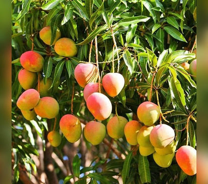 Tolbert Mango Aam Grafted Healthy Fruit Plant