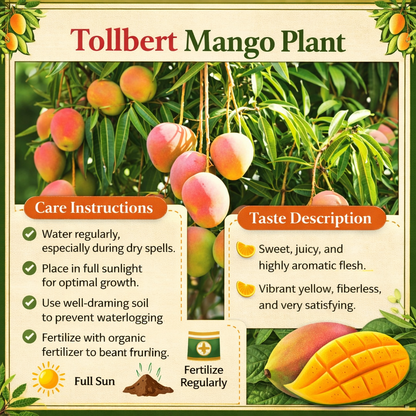 Tolbert Mango Aam Grafted Healthy Fruit Plant
