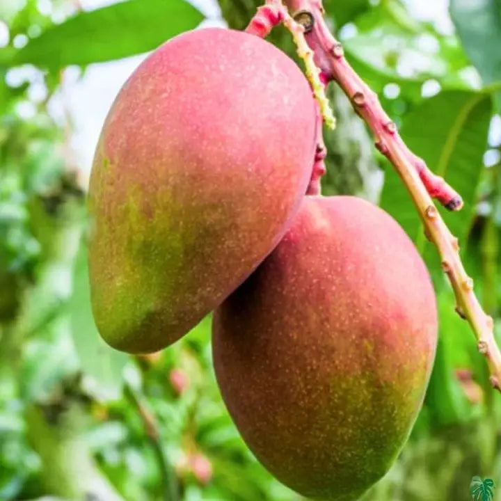 Tolbert Mango Aam Grafted Healthy Fruit Plant