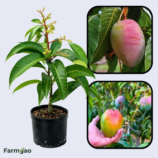 Tommy Atkins Mango Aam Grafted Healthy Fruit Plant