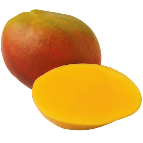 Tommy Atkins Mango Aam Grafted Healthy Fruit Plant
