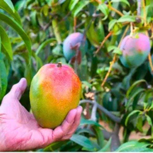 Tommy Atkins Mango Aam Grafted Healthy Fruit Plant