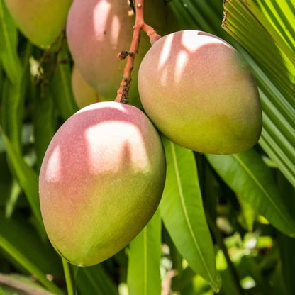 Tommy Atkins Mango Aam Grafted Healthy Fruit Plant