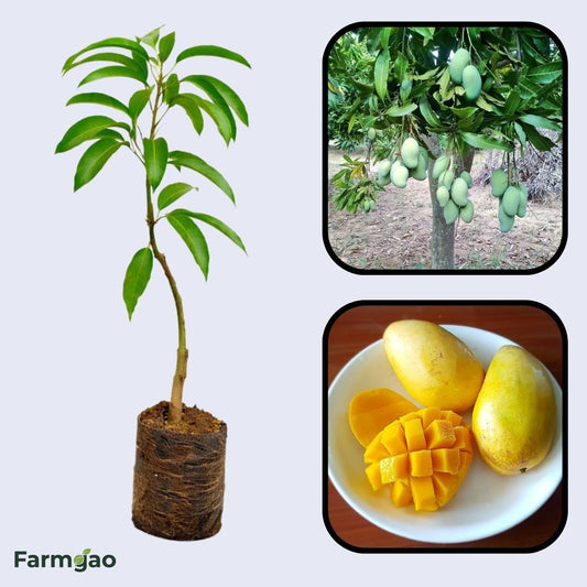 Tong Dam Mango Aam Grafted Healthy Fruit Plant