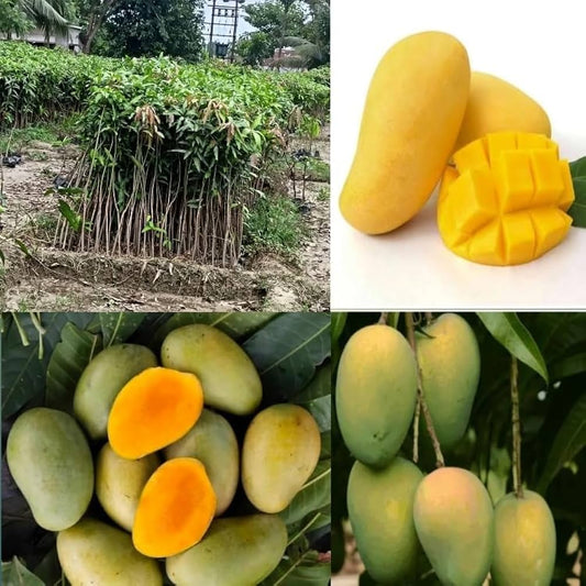 Tong Dam Mango Aam Grafted Healthy Fruit Plant