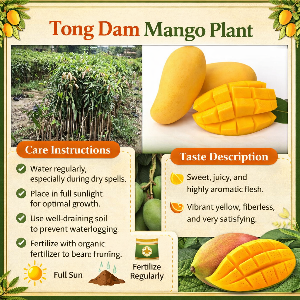 Tong Dam Mango Aam Grafted Healthy Fruit Plant