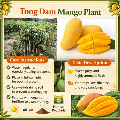 Tong Dam Mango Aam Grafted Healthy Fruit Plant