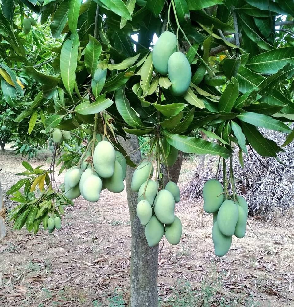 Tong Dam Mango Aam Grafted Healthy Fruit Plant