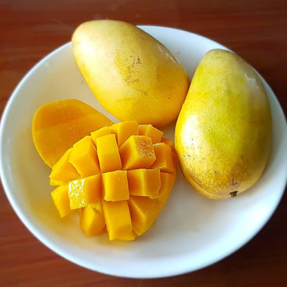 Tong Dam Mango Aam Grafted Healthy Fruit Plant