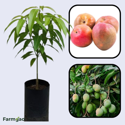 Torbert Mango Aam Grafted Healthy Fruit Plant
