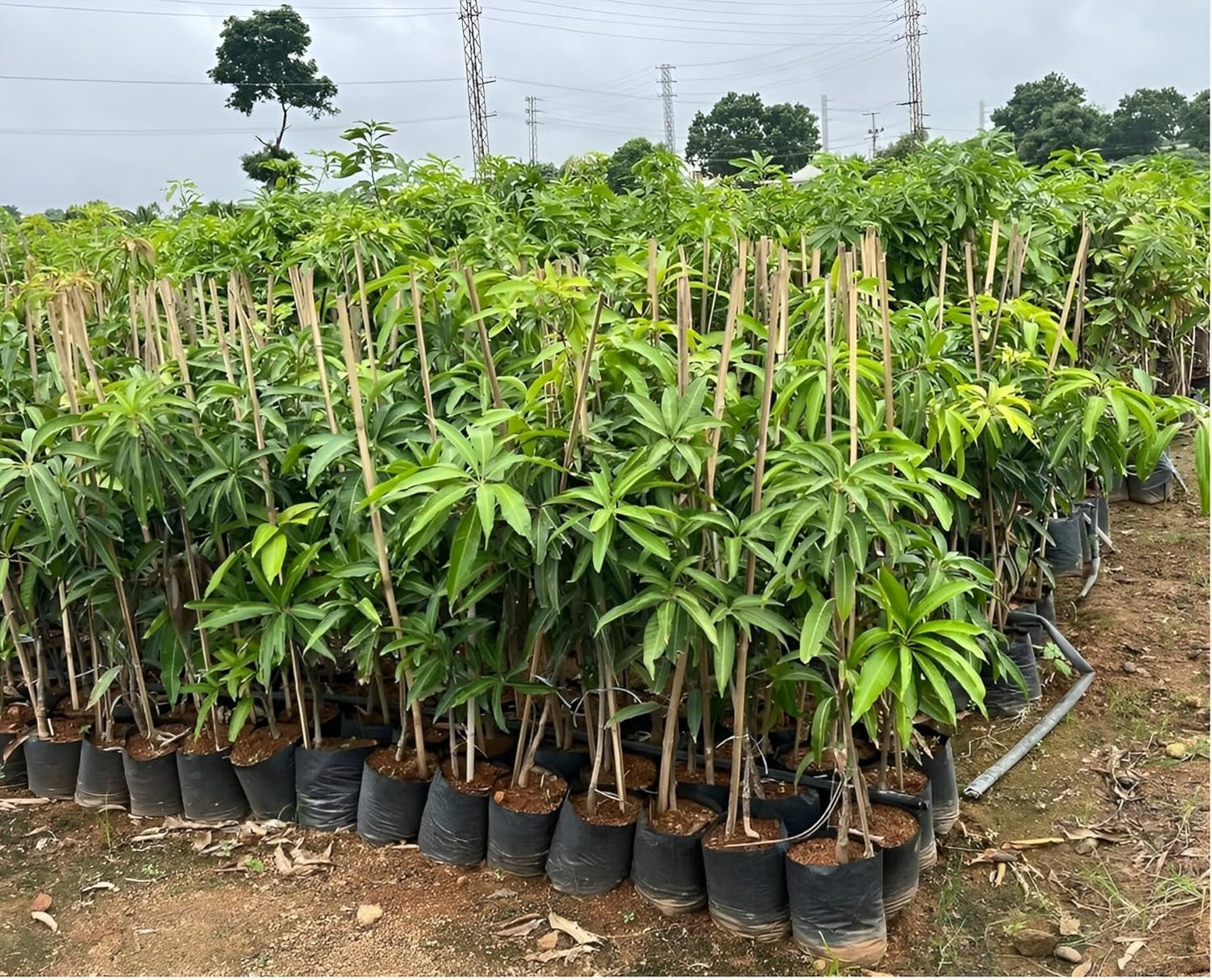 Torbert Mango Aam Grafted Healthy Fruit Plant