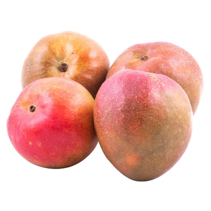 Torbert Mango Aam Grafted Healthy Fruit Plant