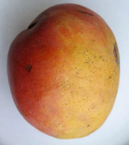 Torbert Mango Aam Grafted Healthy Fruit Plant