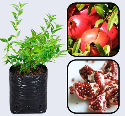 Torsh Yazdi Pomegranate Grafted Fruit Plant – High Yielding Sweet Juicy Anar Tree Variety