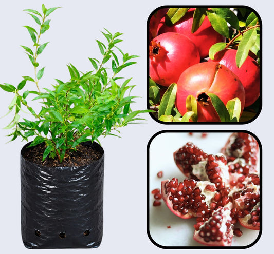 Torsh Yazdi Pomegranate Grafted Fruit Plant – High Yielding Sweet Juicy Anar Tree Variety