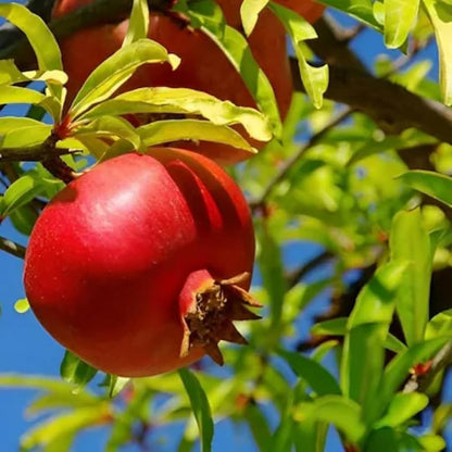 Torsh Yazdi Pomegranate Grafted Fruit Plant – High Yielding Sweet Juicy Anar Tree Variety