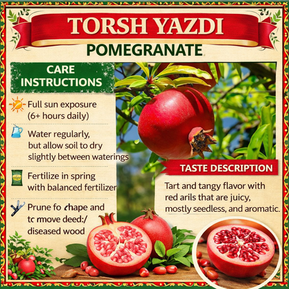 Torsh Yazdi Pomegranate Grafted Fruit Plant – High Yielding Sweet Juicy Anar Tree Variety