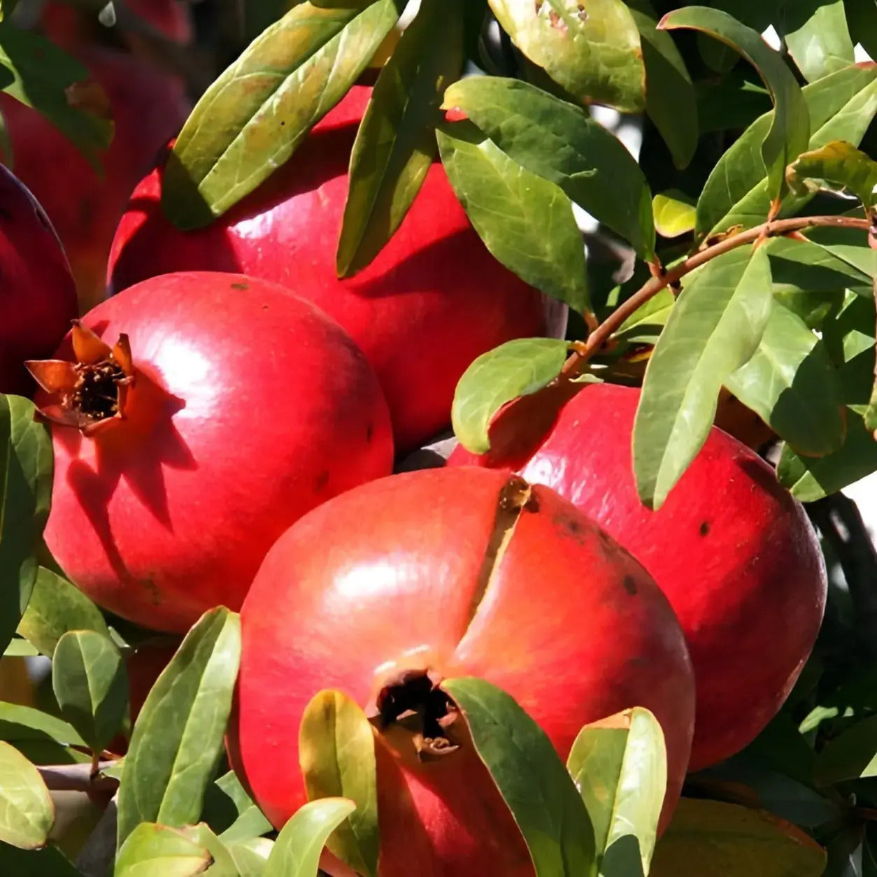 Torsh Yazdi Pomegranate Grafted Fruit Plant – High Yielding Sweet Juicy Anar Tree Variety