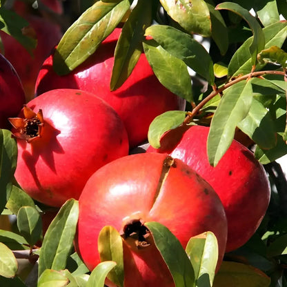 Torsh Yazdi Pomegranate Grafted Fruit Plant – High Yielding Sweet Juicy Anar Tree Variety