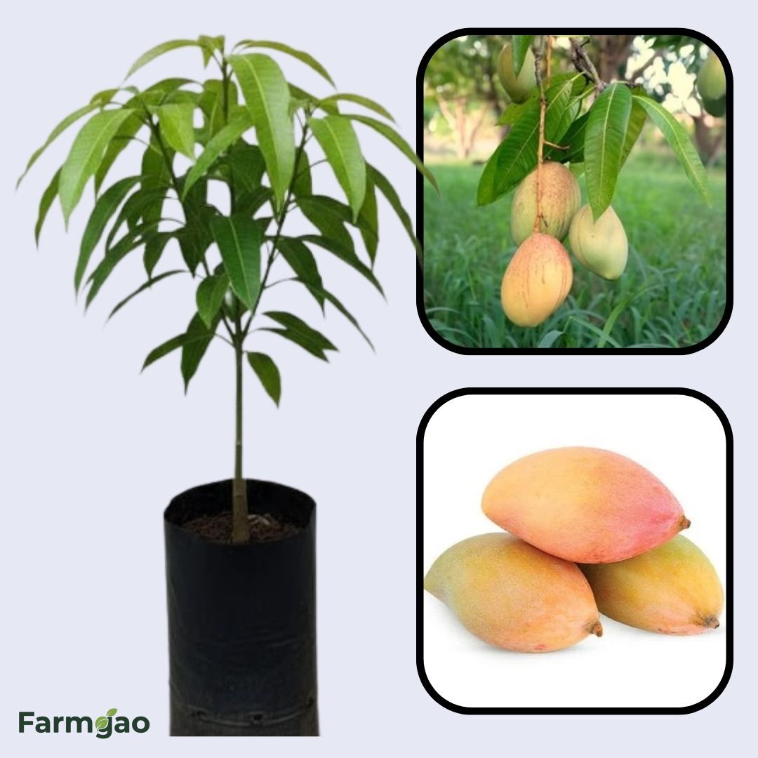 Totapuri Mango Aam Grafted Healthy Fruit Plant