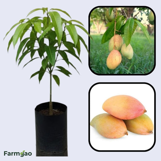 Totapuri Mango Aam Grafted Healthy Fruit Plant