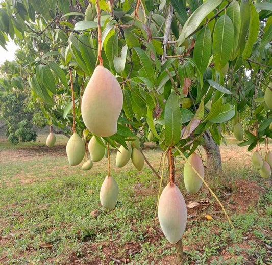 Totapuri Mango Aam Grafted Healthy Fruit Plant