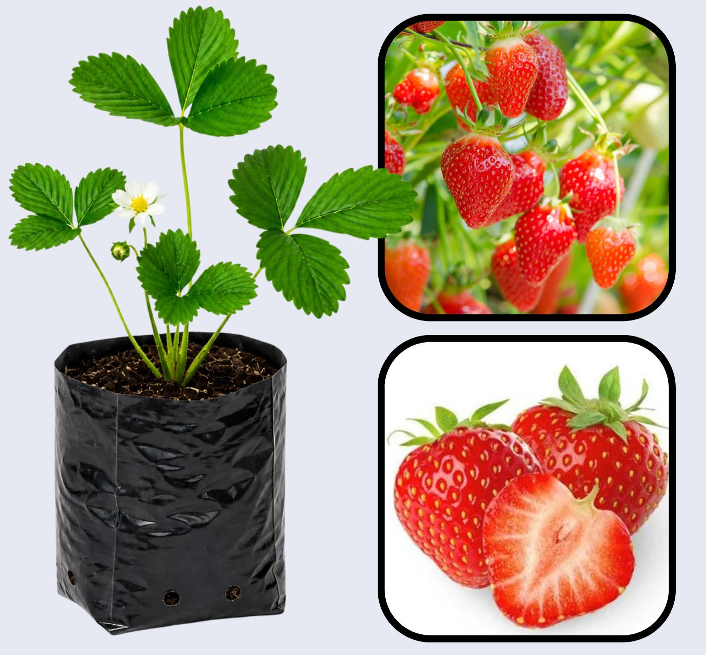Tribute Strawberry Healthy Sweet Home Garden Kitchen Garden Terrace Balcony Fruit Plant