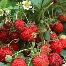 Tribute Strawberry Healthy Sweet Home Garden Kitchen Garden Terrace Balcony Fruit Plant
