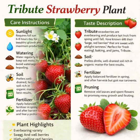 Tribute Strawberry Healthy Sweet Home Garden Kitchen Garden Terrace Balcony Fruit Plant