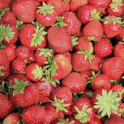 Tribute Strawberry Healthy Sweet Home Garden Kitchen Garden Terrace Balcony Fruit Plant