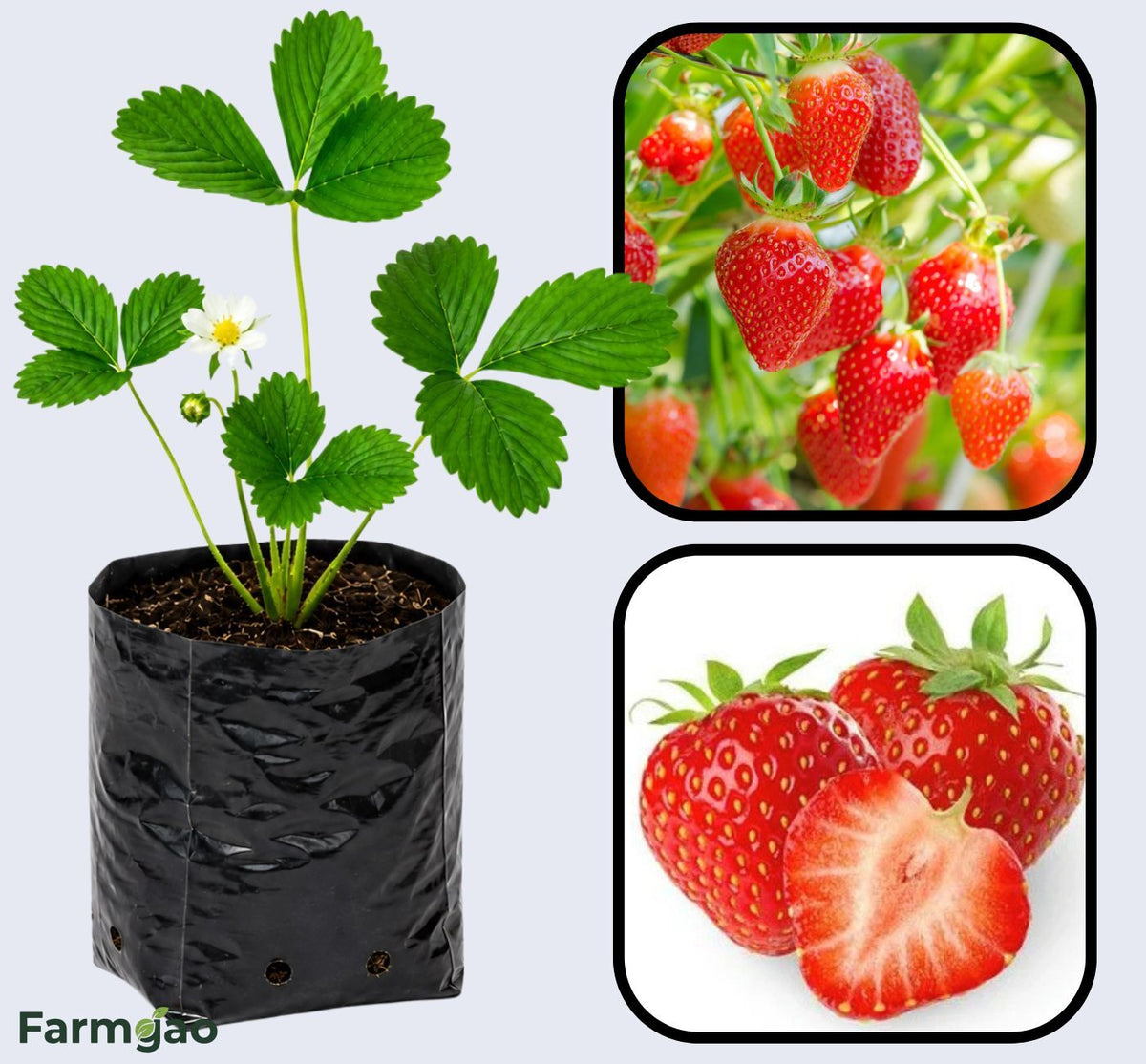 Tribute Strawberry Healthy Sweet Home Garden Kitchen Garden Terrace Balcony Fruit Plant
