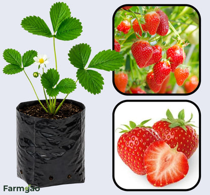 Tribute Strawberry Healthy Sweet Home Garden Kitchen Garden Terrace Balcony Fruit Plant
