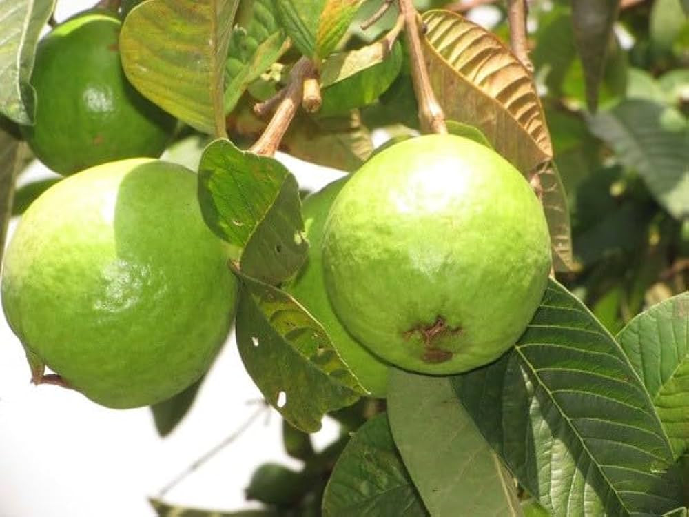 Trinidad White Guava Air Layered Healthy Fruit Plant