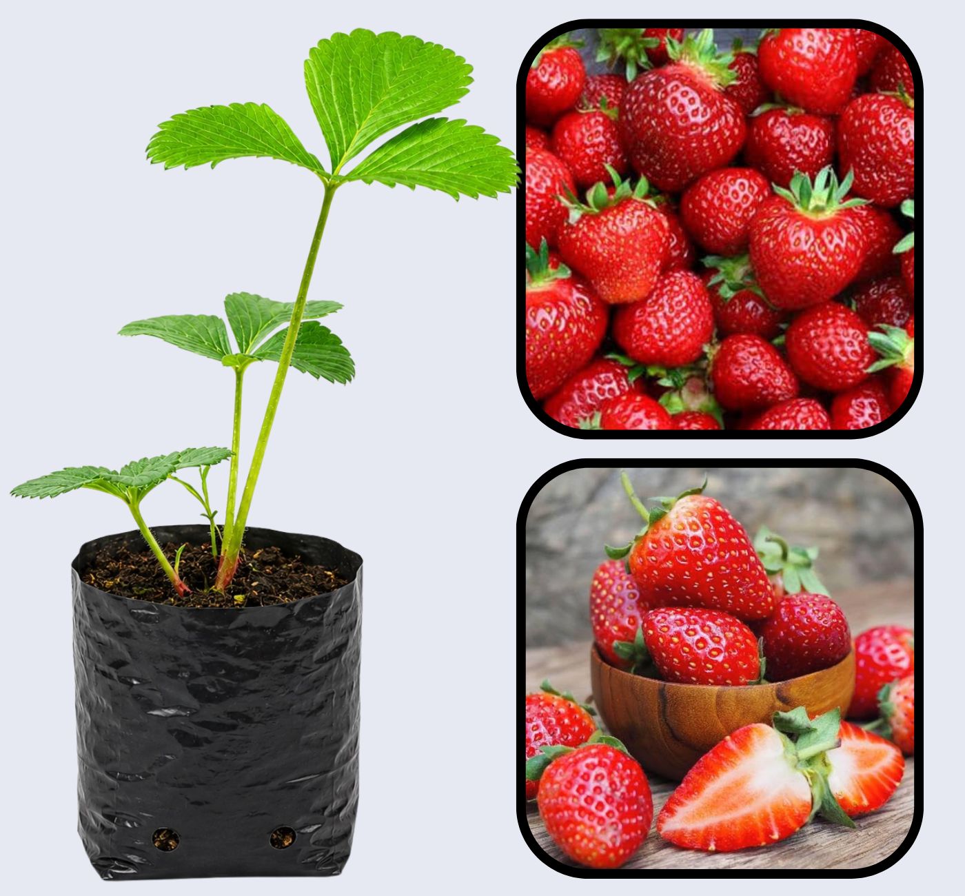 Tristar Strawberry Healthy Sweet Home Garden Kitchen Garden Terrace Balcony Fruit Plant
