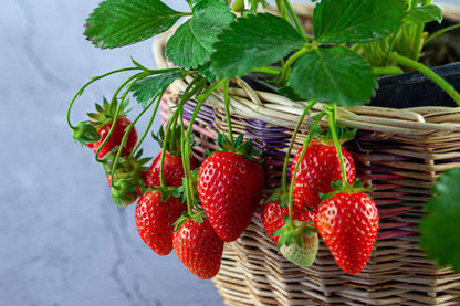 Tristar Strawberry Healthy Sweet Home Garden Kitchen Garden Terrace Balcony Fruit Plant