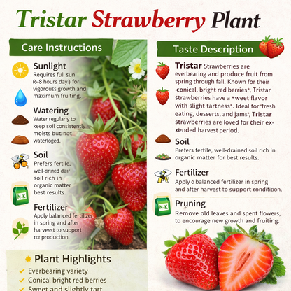 Tristar Strawberry Healthy Sweet Home Garden Kitchen Garden Terrace Balcony Fruit Plant