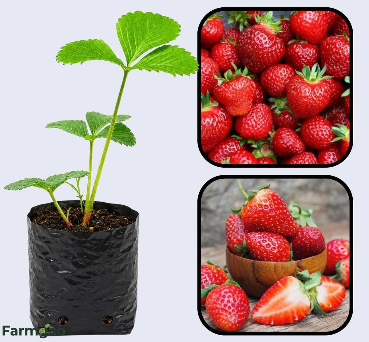 Tristar Strawberry Healthy Sweet Home Garden Kitchen Garden Terrace Balcony Fruit Plant