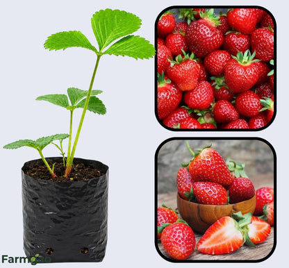 Tristar Strawberry Healthy Sweet Home Garden Kitchen Garden Terrace Balcony Fruit Plant