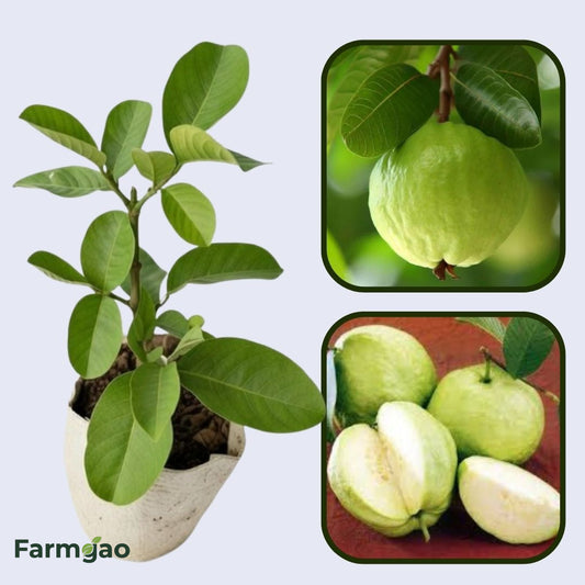 Tropic Sun Guava Air Layered Healthy Fruit Plant