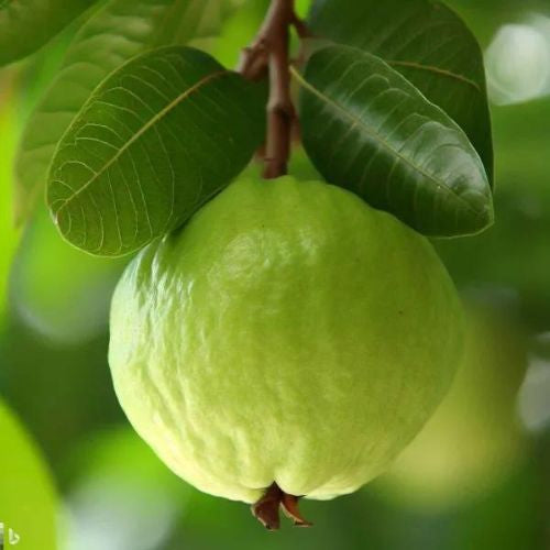Tropic Sun Guava Air Layered Healthy Fruit Plant