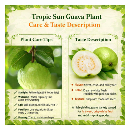 Tropic Sun Guava Air Layered Healthy Fruit Plant