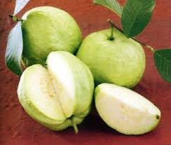 Tropic Sun Guava Air Layered Healthy Fruit Plant