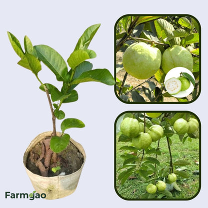 Tropical Guava Air Layered Healthy Fruit Plant