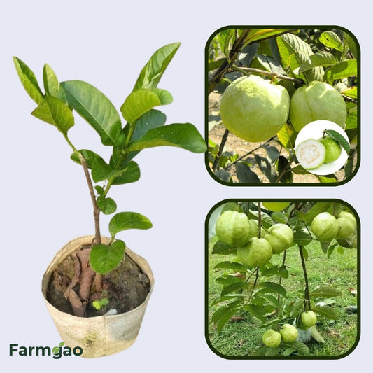 Tropical Guava Air Layered Healthy Fruit Plant