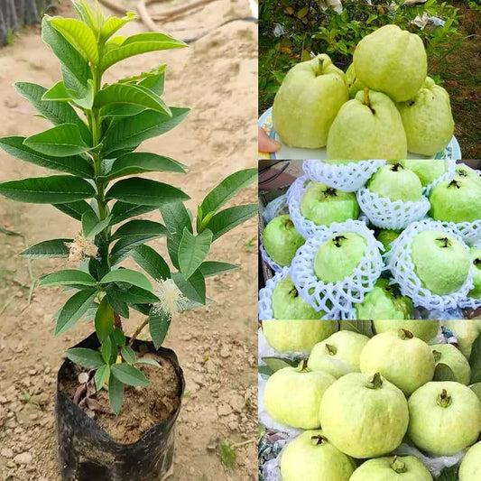 Tropical Guava Air Layered Healthy Fruit Plant