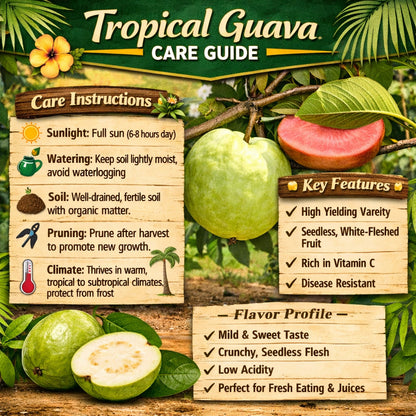Tropical Guava Air Layered Healthy Fruit Plant